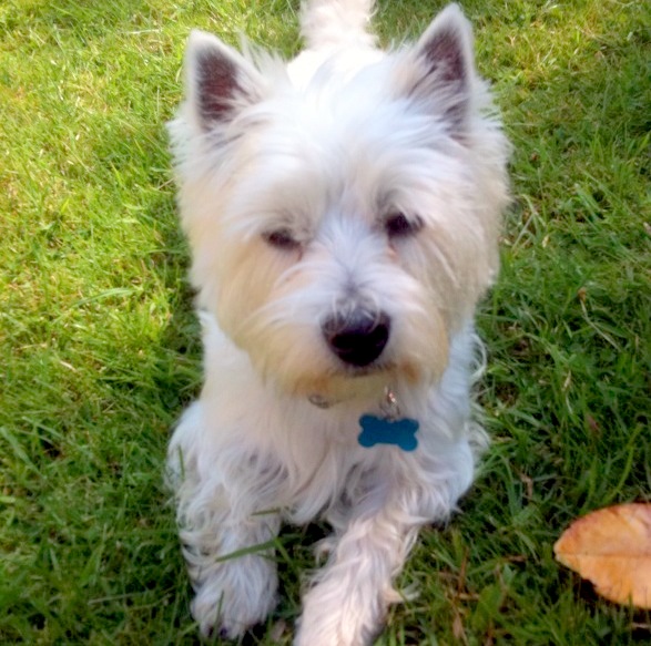 IS THE BARK WORSE THAN THE BITE?